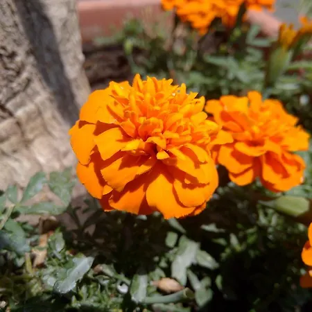 度假居 Iso 希欧福克